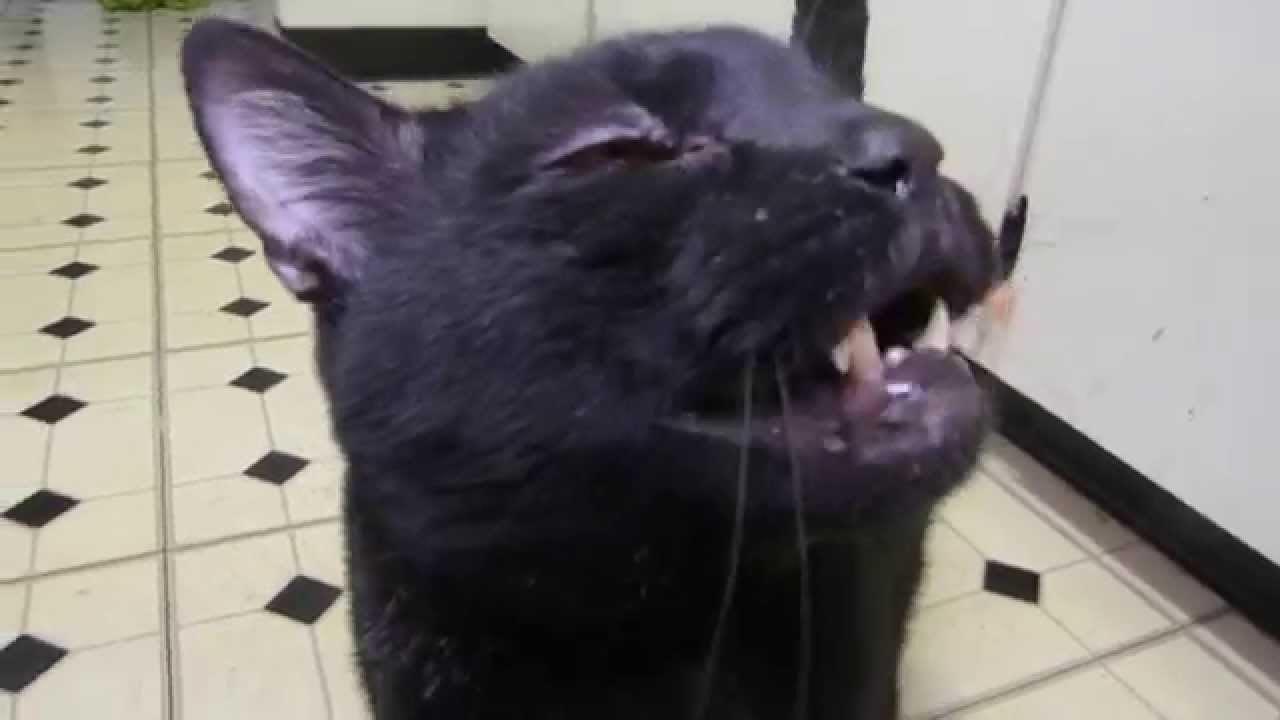 Angry Black Kitty Cat